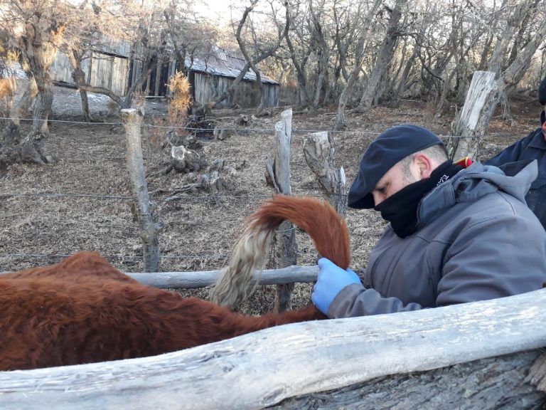 Avanza la intervención sanitaria para el control y erradicación de brucelosis bovina
