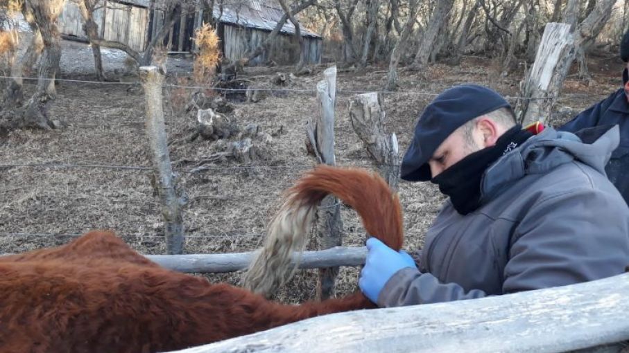 Avanza la intervención sanitaria para el control y erradicación de brucelosis bovina