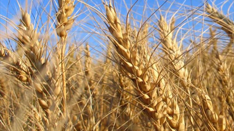 El trigo marcó una escalada histórica y tensiona los precios internos