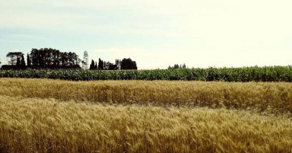 Creció la siembra, pero cayó la producción de principales cultivos en Entre Ríos
