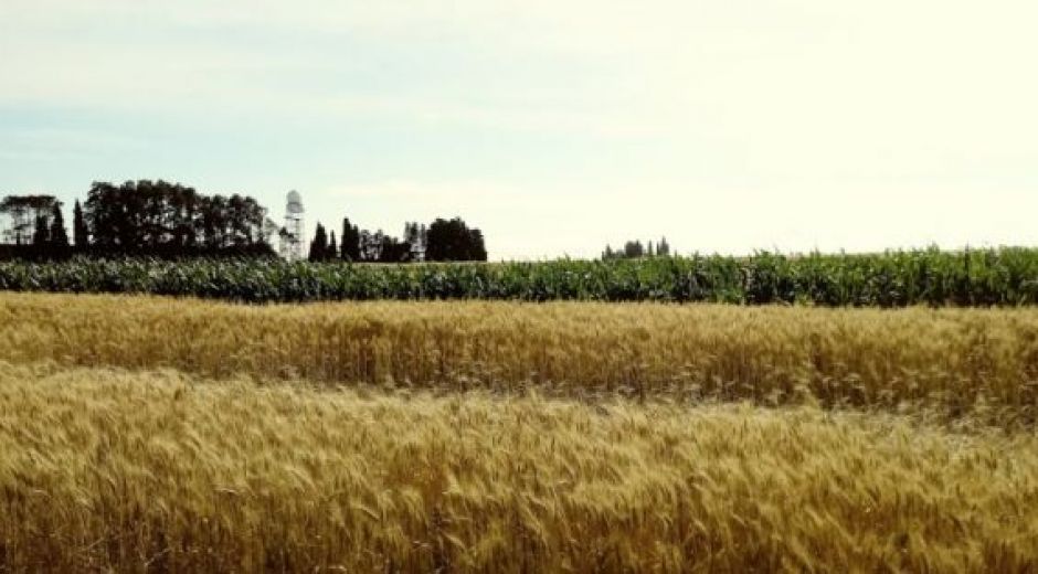 Creció la siembra, pero cayó la producción de principales cultivos en Entre Ríos