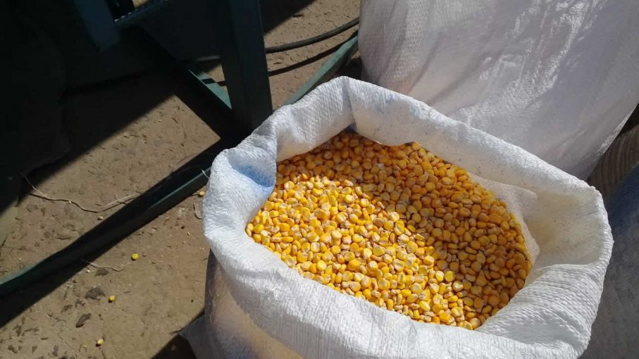 Desarrollaron en Formosa una nueva variedad de maíz amarillo