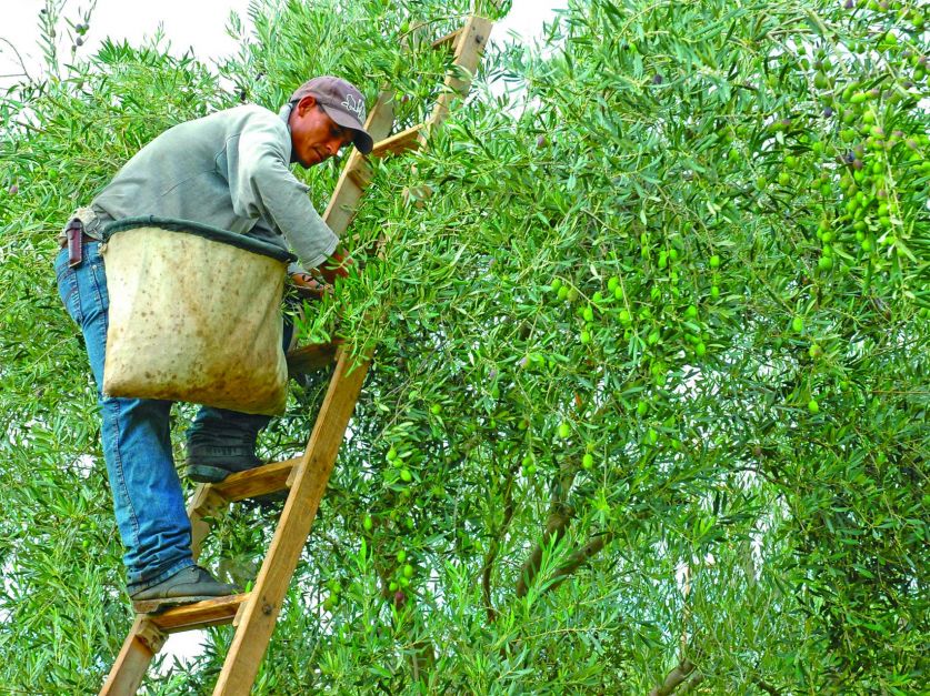 Olivícolas de Mendoza advierten sobre pérdida del 75% de la superficie cultivada