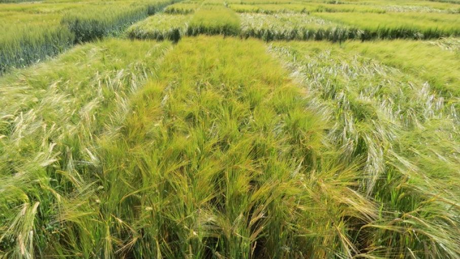 Destacan inversión realizada por productores en la obtención de cosechas récord