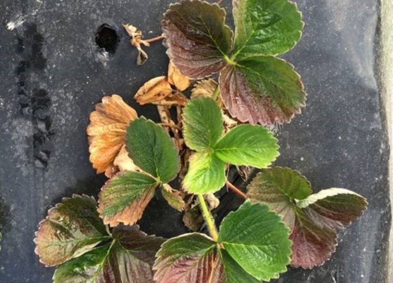 Identifican un nuevo hongo que afecta a la frutilla