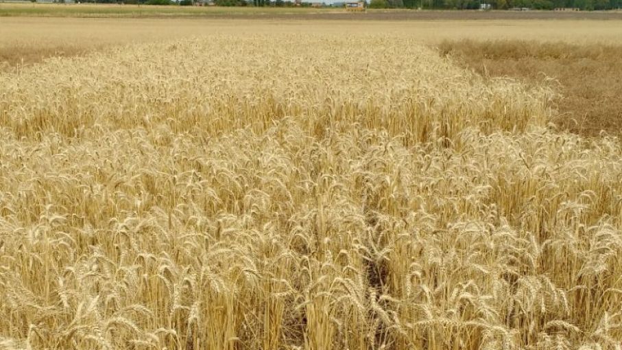 Carbono: el elemento que determina la sustentabilidad del agro