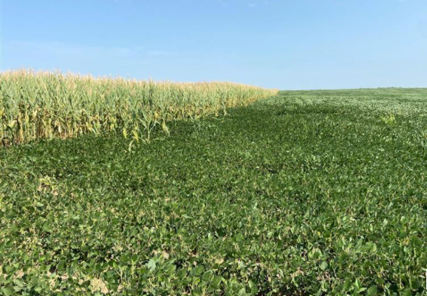 ¿Los rendimientos de maíz y soja del USDA romperán con las tendencias una vez más?