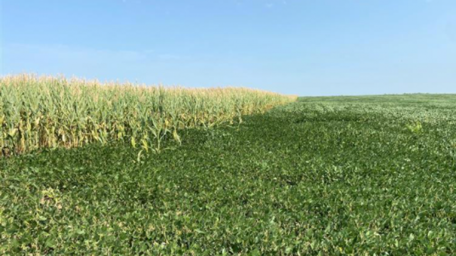 ¿Los rendimientos de maíz y soja del USDA romperán con las tendencias una vez más?