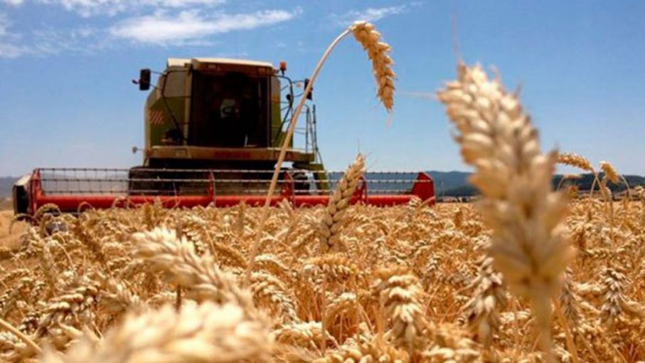 Exportadores aceleraron compras en trigo y anticipan liquidación récord de divisas