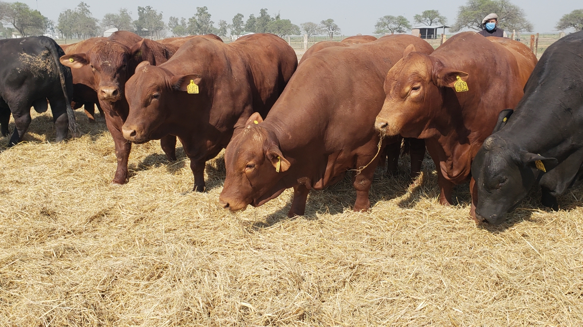 Ganaderos de Santa Fe recibirán aportes para incorporar genética en rodeos