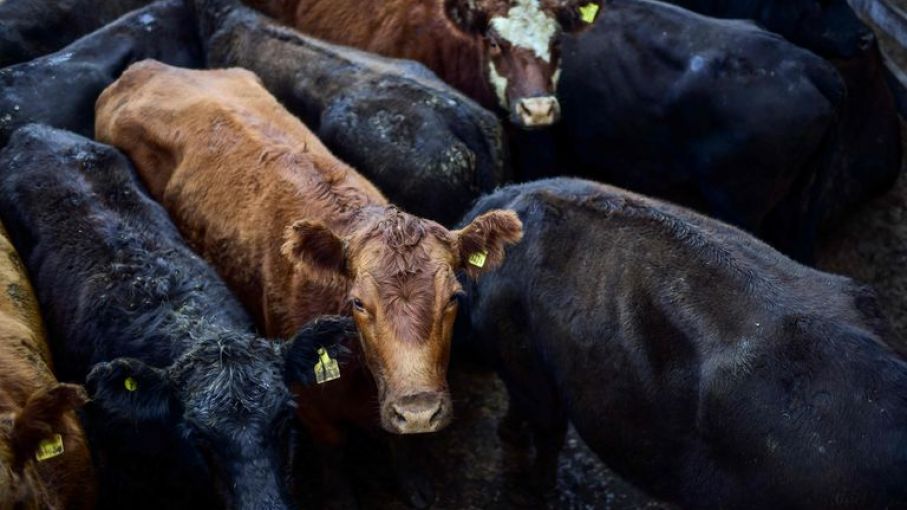 Aún con buenos valores, la hacienda empezó a perder contra inflación