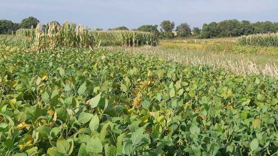 La falta de agua condiciona la evolución de los cultivos, pese al alivio de las recientes lluvias
