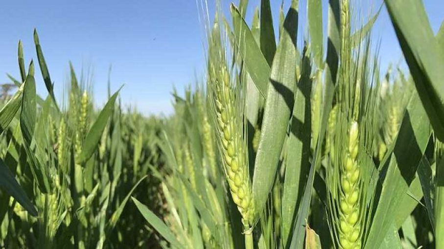 Perspectivas climáticas: Se espera que julio sea el primer mes con lluvias normales en Argentina