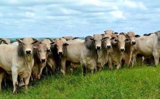 Novillo Mercosur: Caída de cotizaciones en Brasil y Repunte en Uruguay