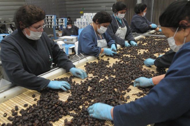 Aduana fijó valores referenciales para exportación de ciruelas secas