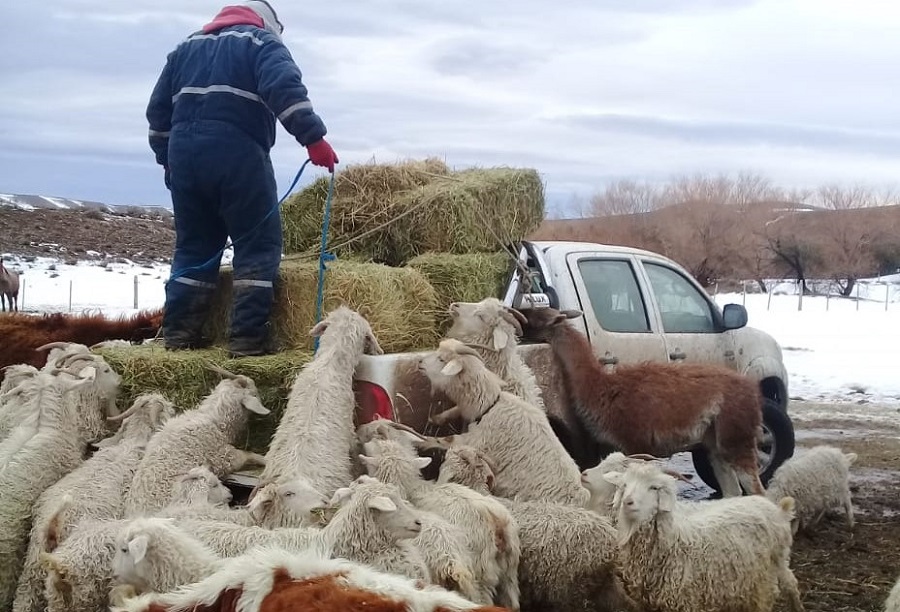 Agricultura declara la emergencia agropecuaria en Chubut