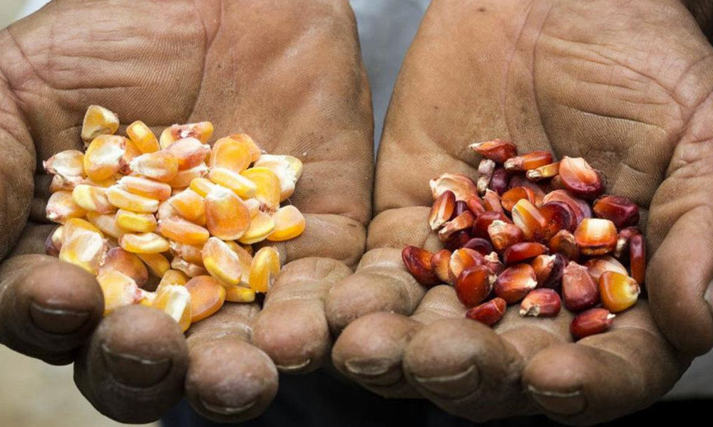 Piden reglamentación de Ley de la Agricultura Familiar para legalizar uso de semillas criollas