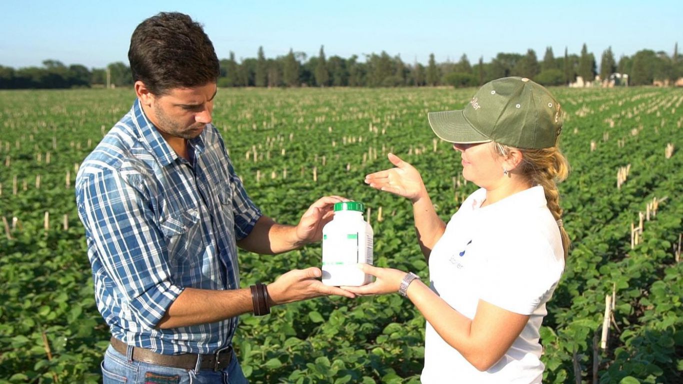 Fortalecer la soja con hormonas, para que crezca el resultado de la cosecha