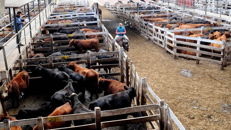 Se realizará mañana la última jornada de remates en el Mercado de Hacienda porteño