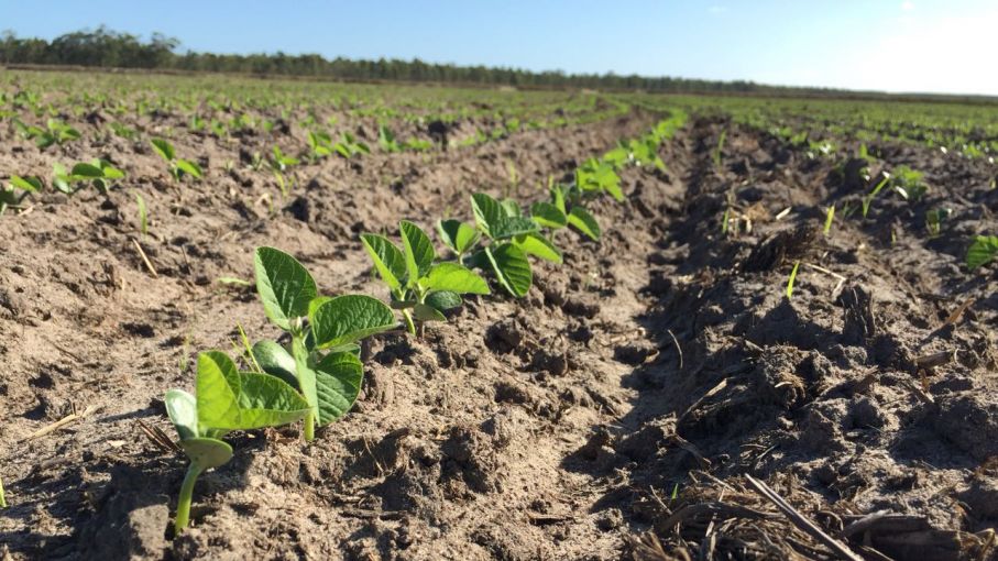 El mercado argentino de productos biológicos continúa creciendo