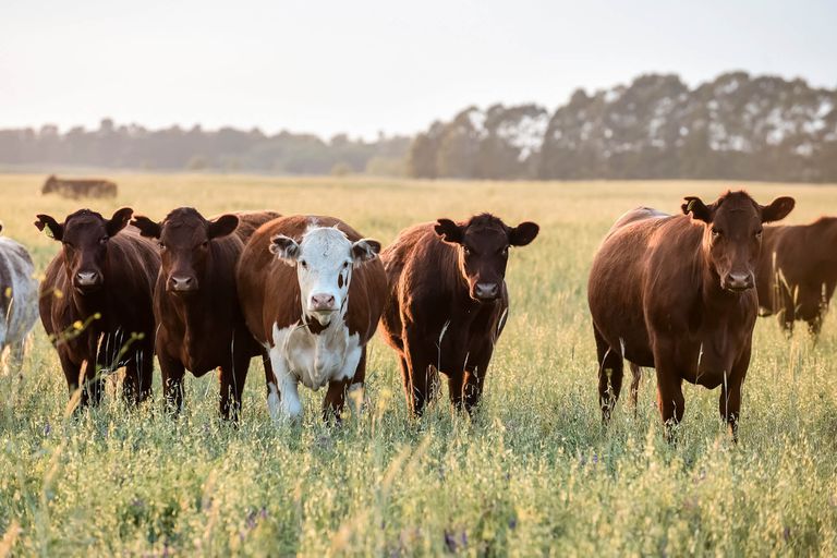 Acuerdan criterios para una ganadería sustentable con mayor producción de carne vacuna