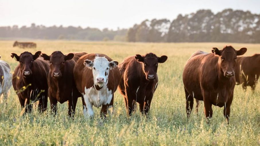 Acuerdan criterios para una ganadería sustentable con mayor producción de carne vacuna