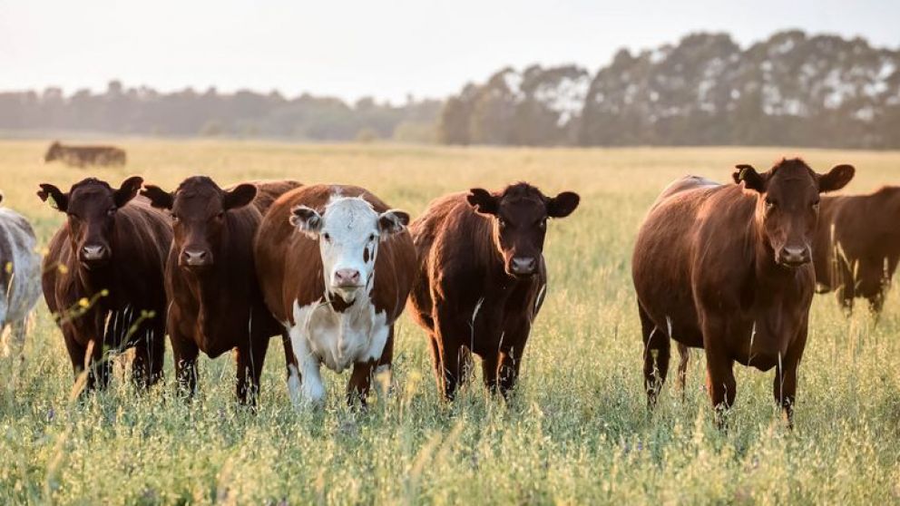 Acuerdan criterios para una ganadera sustentable con mayor produccin de carne vacuna