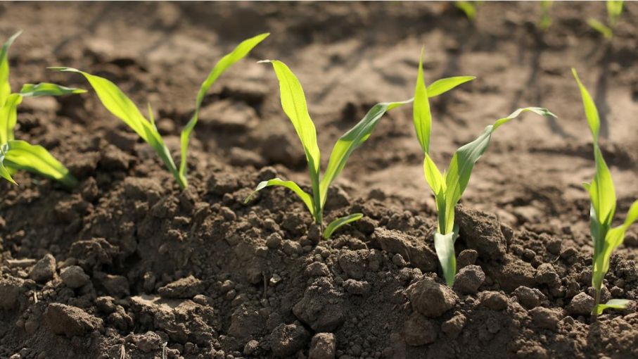 Bio Revolución en semillas: el camino de Bayer para alcanzar un sistema alimentario sostenible 
