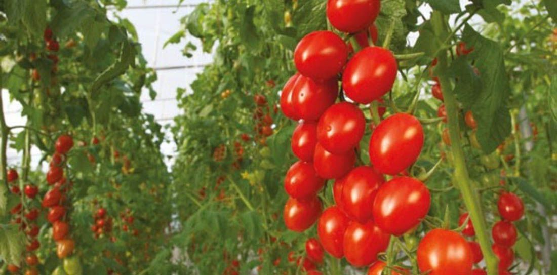 Robo de nueces y cerezas generan grandes pérdidas a productores mendocinos