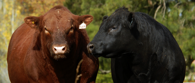 Vuelve la Exposición Nacional Angus de Primavera