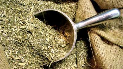 Yerba con conciencia: Misiones lidera la transformación hacia una producción más saludable y sustentable