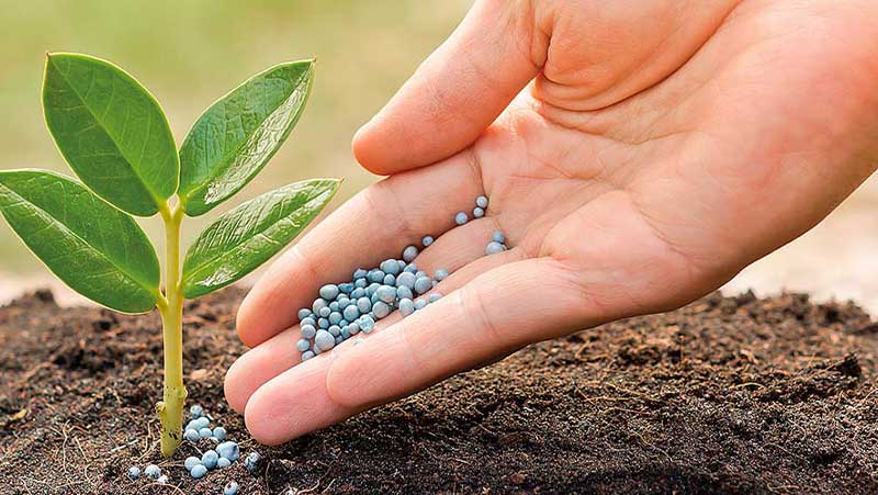 Crisis en fertilizantes afecta a producción alimentaria