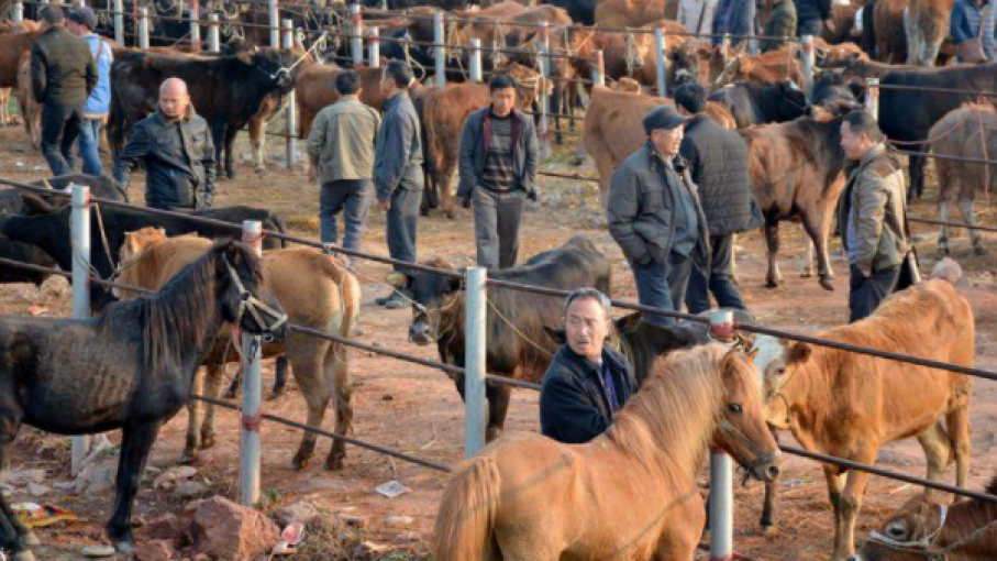 Los agricultores de China enfrentan más dolor a medida que la escasez de energía aumenta los costos de alimentación
