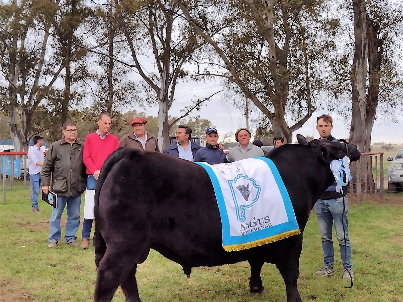 El Gran Campeón Angus de Bahía Blanca fue para Aldazábal de Coronel Dorrego