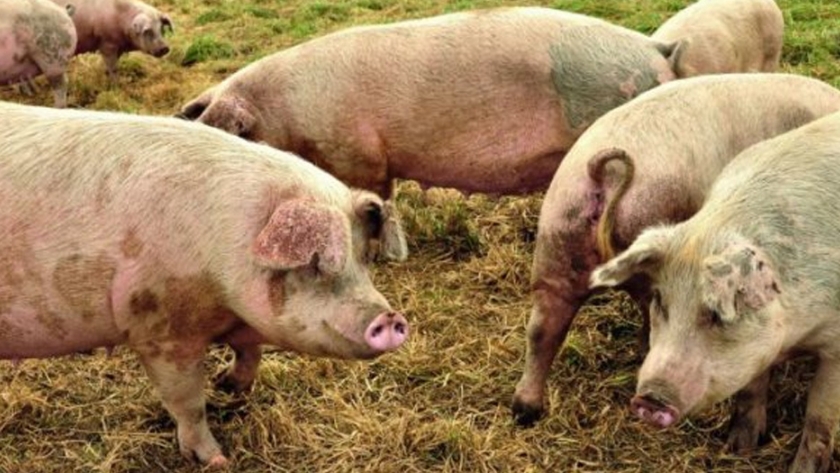 Estados Unidos anunció el éxito de una vacuna contra la gripe porcina africana