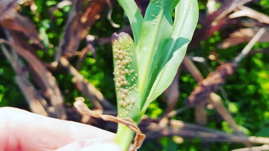 Alerta por la presencia de pulgón amarillo en sorgo
