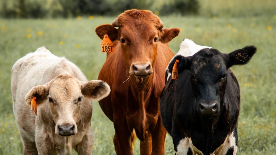 El USDA pone en acción su compromiso de expandir la capacidad de la industria cárnica