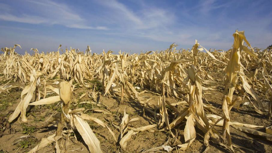 Agricultura y AFIP simplifican el acceso al sistema de emergencia agropecuaria