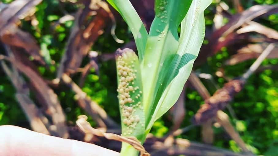 Alerta por la presencia de pulgón amarillo en sorgo