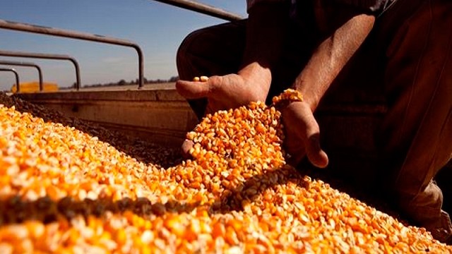 Cambios en el Registro de DJVE de maíz 2020/21