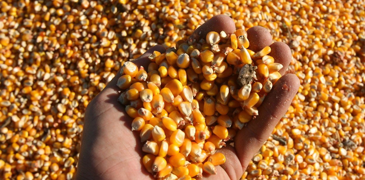 Agricultura asegura que no hay limitaciones a exportaciones de maíz que tendrán récord histórico