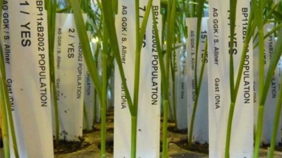 Trigo: analizan la fertilidad de la espiga para aumentar la productividad