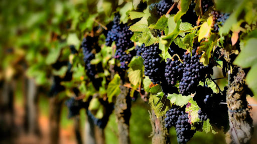 Aprobaron un crédito del BID por US$ 40 millones para pequeños productores vitivinícolas