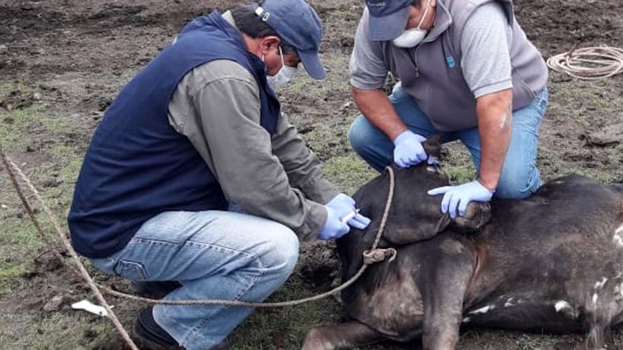SENASA estableció una prórroga de 90 días del plan de brucelosis 