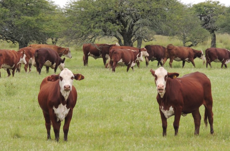 Ofrecen créditos y bonificaciones a productores ganaderos del norte de Santa Fe