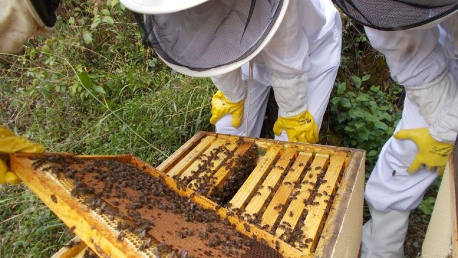 Créditos blandos a productores y kit a apicultores para combatir plaga que afecta a colonias de abejas en San Luis