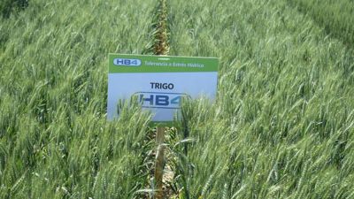 Estados Unidos aprobó el trigo tolerante a la sequía creado en la Argentina