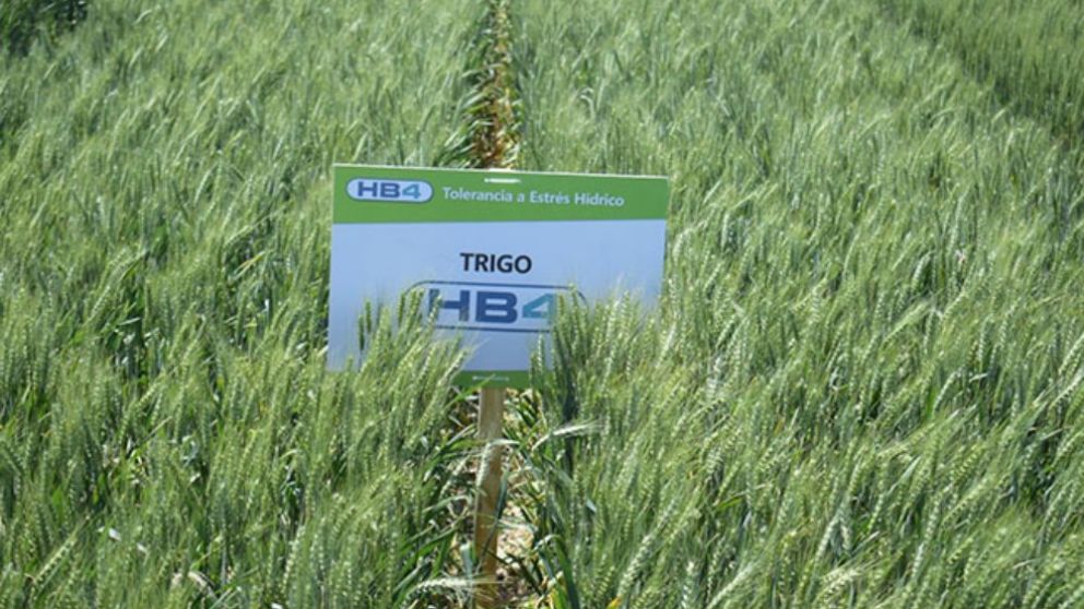 Estados Unidos aprob el trigo tolerante a la sequa creado en la Argentina