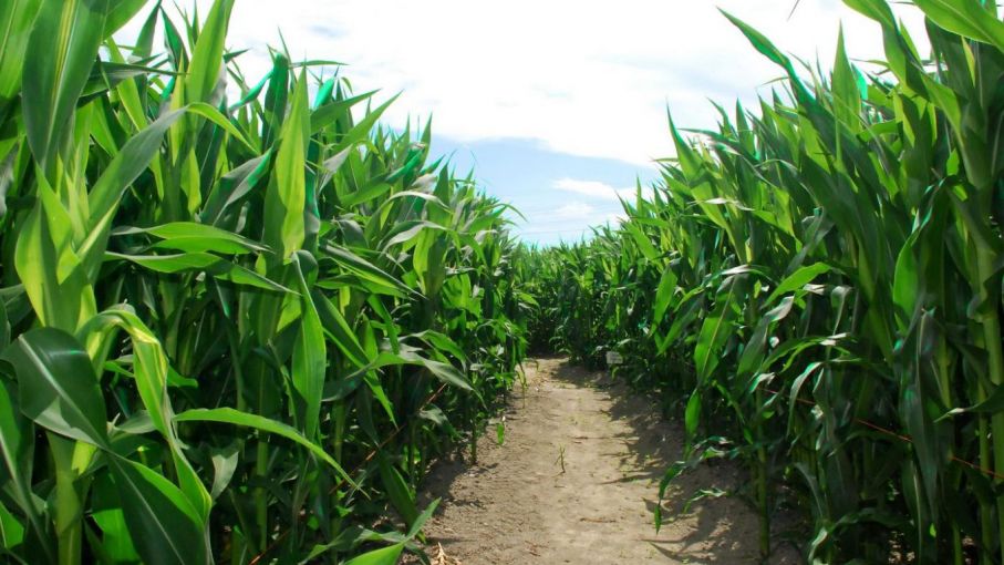 Sumitomo Chemical lanza un nuevo herbicida para pre emergencia de maíz