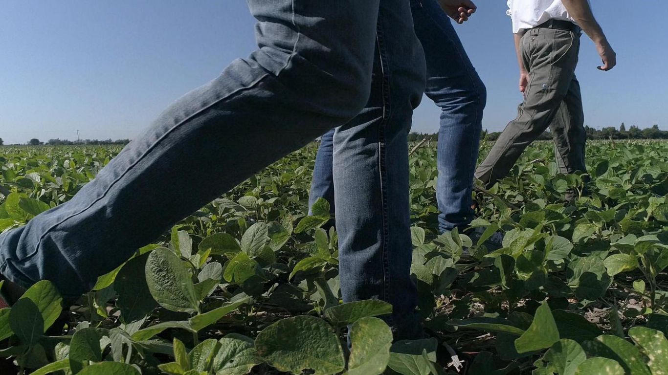 Un "Shock multinutricional" para que la soja y el maíz rindan un 6% más